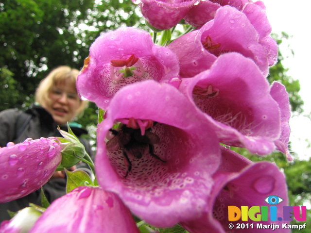 SX18742 Bee in foxgloves with Lib in background